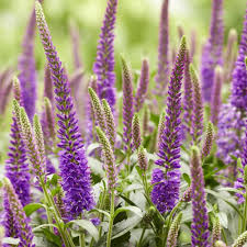 Veronica Flower seeds for Planting – Shade Tolerant, Heirloom &amp; GMO Free Seeds for Home Garden, High Germination