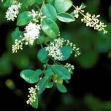 White Privet Flower Seeds for Planting | Heirloom Non-GMO Organic Garden Seeds High Germination