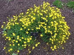 Heirloom Linum Flavum Flower Seeds for Planting – Non-GMO, Wildflower Mix Organic Garden Seeds
