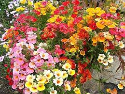 Heirloom Nemesia Carnival Mix Flower Seeds for Planting – Bright Blooms, Non-GMO, High Germination Organic Garden Seeds