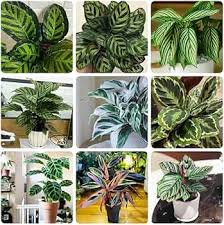 Futaba Calathea Foliage Flower Seeds for Planting – Heirloom, Non-GMO, High Germination Organic Garden Seeds