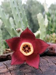 Stapelia Red Flower Seeds for Planting – Organic, Heirloom, Non-GMO Starfish Cactus Seeds