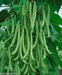 Green Pole Bean flower seeds for planting - Heirloom & Non-GMO Garden Seeds