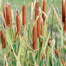 Cattail Plant Seeds for Planting – Heirloom Non-GMO, High Germination Aquatic Garden Seeds