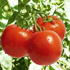 Burpee Celebrity Hybrid Red Tomato Seeds – Heirloom Non-GMO High Germination Organic Garden Seeds for Planting