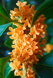 Heirloom Osmanthus Flower Seeds – Non-GMO, Cottage Garden Essential Organic Seeds for Planting