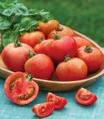 Tomato Vegetable Seeds for Planting – Heirloom Non-GMO Red Shade Tomatoes – High Germination Organic Garden Seeds