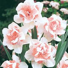 Baby Pink White Daffodil Flower Seeds for Planting – Heirloom Non-GMO Organic Garden Seeds – Shade Tolerant, High Germination