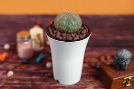 Heirloom Euphorbia Obesa Flower Seeds – Non-GMO, High Germination Organic Garden Seeds
