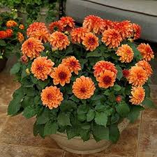 Orange Dahlia Flower Seeds – Non-GMO, High Germination Heirloom Organic Garden Seeds