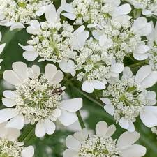 Orlaya Flower Seeds for Planting – Seasonal Bloomer, Heirloom, Non-GMO, High Germination Organic Garden Seeds