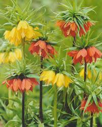 Fritillaria Imperialis Flower Seeds for Planting – Heirloom, Non-GMO, High Germination Organic Garden Seeds