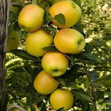 Fruit Seeds,Garden seeds, Seeds For Planting,Plant Seeds