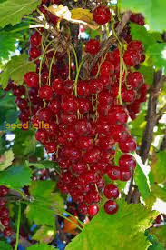 Johannisbeere Fruit Seeds for Planting – Heirloom, Non-GMO for Tangy Berry Garden Harvests