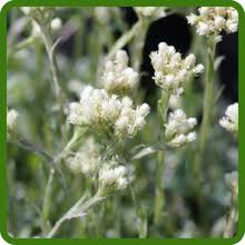 Pussytoes Flower Seeds for Planting – Hardy Variety Heirloom Non-GMO Organic Garden Seeds