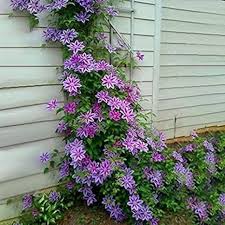 Clematis Climbing Flower Seeds – Heirloom, Non-GMO, Vibrant Colors Organic Garden Seeds for Planting