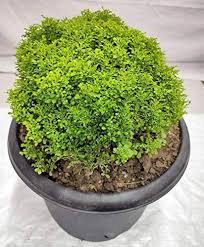 Murraya Paniculata Flower Seeds – Heirloom, Non-GMO, High Germination Organic Garden Seeds for Planting