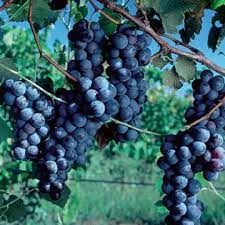Fruit Seeds,Garden seeds, Seeds For Planting,Plant Seeds