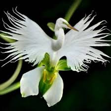 White Egret Orchid Flower Seeds for Planting – Heirloom, Non-GMO Vibrant Organic Garden Seeds