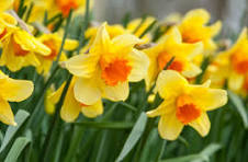 Narcissus Flower Seeds for Planting – Cut Flower Favorite, Heirloom, Non-GMO & Organic Garden Seeds