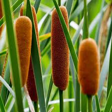 Cattail Plant Seeds for Planting – Heirloom Non-GMO, High Germination Aquatic Garden Seeds