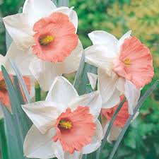 Baby Pink White Daffodil Flower Seeds for Planting – Heirloom Non-GMO Organic Garden Seeds – Shade Tolerant, High Germination