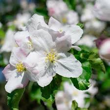 Crabapple White Flower Seeds for Planting – Organic, Heirloom, Non-GMO, High Germination Garden Seeds