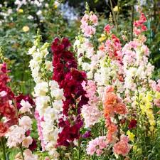 Antirrhinum Majus Flower Seeds for Planting – Heirloom, Non-GMO, High Germination Organic Garden Seeds