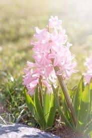 Baby Pink Hyacinth Flower Seeds for Planting – Heirloom, Non-GMO, Shade Tolerant, High Germination