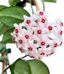 Fresh Hoya Flower Seeds for Planting | Heirloom Non-GMO High Germination Organic Garden Seeds