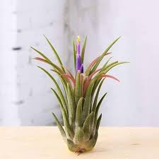 Bromeliad Tillandsia Bulbosa Orange Seeds for Planting – Heirloom, Non-GMO, High Germination Organic Garden Seeds, Pollinator Friendly