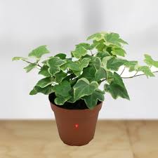 Ivy Flower seeds for Planting – Wildflower Mix, Heirloom & GMO Free Seeds for Home Garden, High Germination