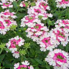 Pink White Verbena Flower Seeds for Planting Heirloom Non-GMO High Germination Organic Garden Seeds