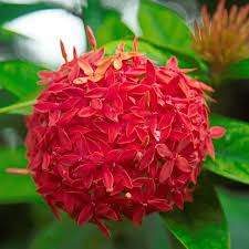 Red Ixora Flower Seeds for Planting | Heirloom Non-GMO High Germination Organic Garden Seeds