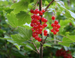 Johannisbeere Fruit Seeds for Planting – Heirloom, Non-GMO for Tangy Berry Garden Harvests