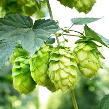 Dark Green Humulus Lupulus Flower Seeds for Planting – Heirloom, Non-GMO, High Germination Organic Garden Seeds