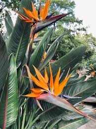 Rainbow Strelitzia Flower Seeds for Planting | Heirloom Non-GMO High Germination