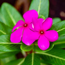 Heirloom Vinca Flower Seeds for Planting – Non-GMO, High Germination Organic Garden Seeds