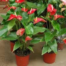 Anthurium Light Red Flower Seeds for Planting - Heirloom, Non-GMO, Low Maintenance Organic Garden Seeds