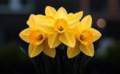 Narcissus Flower Seeds for Planting – Cut Flower Favorite, Heirloom, Non-GMO & Organic Garden Seeds