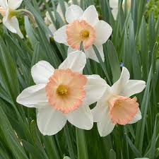 Baby Pink White Daffodil Flower Seeds for Planting – Heirloom Non-GMO Organic Garden Seeds – Shade Tolerant, High Germination
