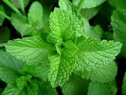 Japanese Mint flower seeds for planting - Heirloom & Non-GMO Garden Seeds