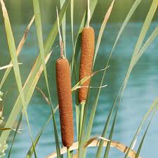 Cattail Plant Seeds for Planting – Heirloom Non-GMO, High Germination Aquatic Garden Seeds
