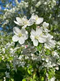Crabapple White Flower Seeds for Planting – Organic, Heirloom, Non-GMO, High Germination Garden Seeds