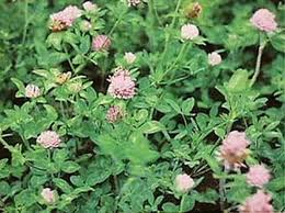 Heirloom Persian Clover Flower Seeds for Planting – Non-GMO, High Germination Garden Seeds