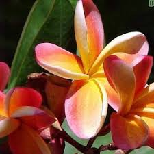 Orange Frangipani Flower Seeds for Planting - Heirloom, Non-GMO, High Germination Organic Garden Seeds