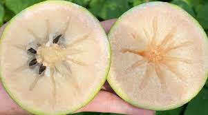 White Star Apple fruit seeds for planting - Heirloom & Non-GMO Garden seeds, sweet tropical harvest