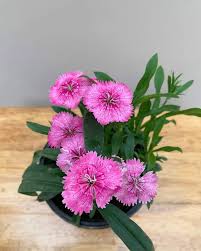 Pink Dianthus Caryophyllus Flower Seeds – Heirloom, Non-GMO, Drought-Tolerant Organic Garden Seeds