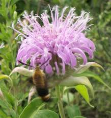 Purple Monarda Fistulosa Flower Seeds for Planting – Heirloom, Non-GMO, High Germination Organic Garden Seeds