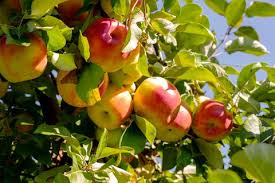Red Yellow Apple Fruit Seeds for Planting – Heirloom, Non-GMO for Crisp Orchard Variety